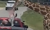Giraffa afferra una bambina di 2 anni dall'auto dei genitori: il video
