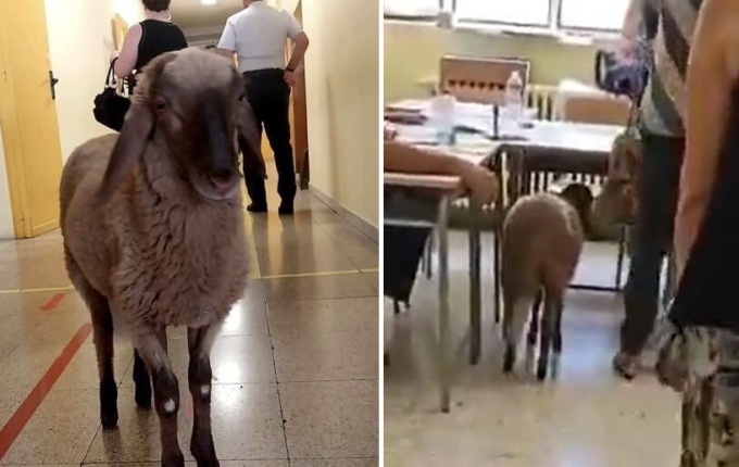 Va a votare al seggio… con una pecora: il video