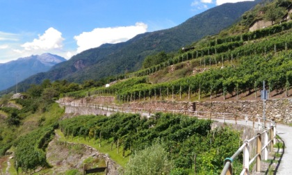 La Via dei Terrazzamenti che attraversa la Valtellina