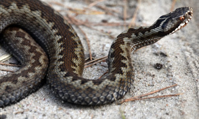 Morso di vipera: come riconoscerlo e cosa fare (e cosa non fare) se vi succede