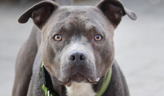 Pitbull di famiglia fuori controllo: all’Aquila aggredita la padrona, è in fin di vita. Salvata da un parente bimba di 4 anni in Sicilia