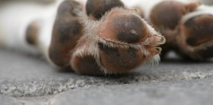 Cane legato all’auto e trascinato fino alla morte: 80enne condannato e multato