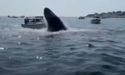 Il video della balena che emerge dall'acqua e salta sulla barca catapultando in mare i passeggeri