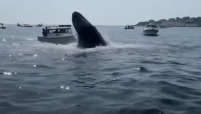 Il video della balena che emerge dall’acqua e salta sulla barca catapultando in mare i passeggeri