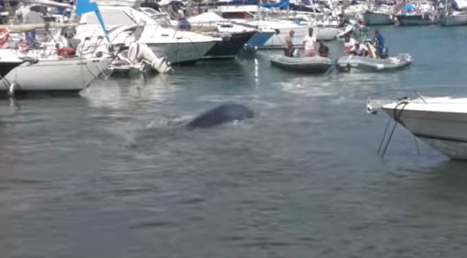 Morta la balenottera incastrata fra le barche nel porto di Talamone: ha rifiutato il mare aperto