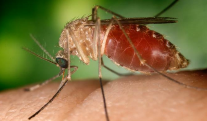 Febbre Oropouche, primi 2 decessi confermati in Brasile. Un caso in Italia. Sintomi e prevenzione