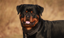 Bimbo di 5 anni a spasso con la madre: rottweiler scavalca una recinzione e gli si avventa contro