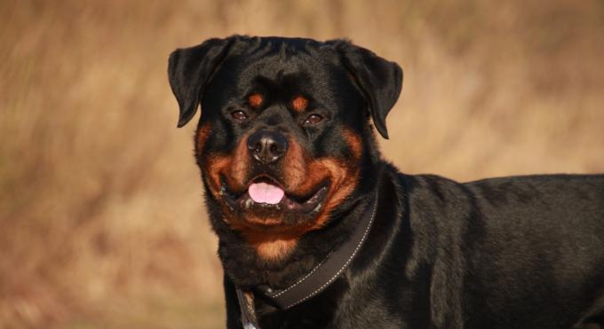 Bimbo di 5 anni a spasso con la madre: rottweiler scavalca una recinzione e gli si avventa contro