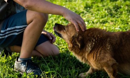 Come gestire la convivenza con un animale?