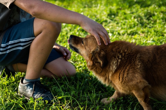 Come gestire la convivenza con un animale?