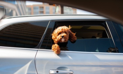 In auto col cane: suggerimenti per chi sta per partire 