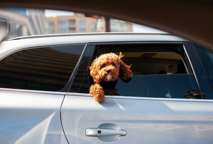 In auto col cane: suggerimenti per chi sta per partire 