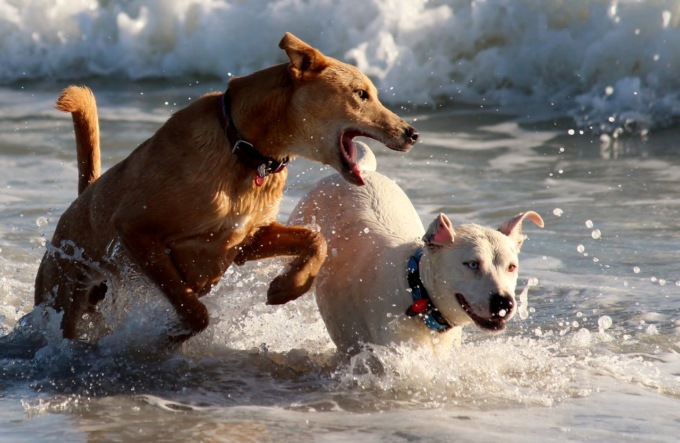 Pet in vacanza, sono 8 milioni gli italiani che se lo porteranno con sé