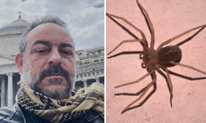 Come riconoscere una puntura di ragno violino e cosa fare se si viene punti