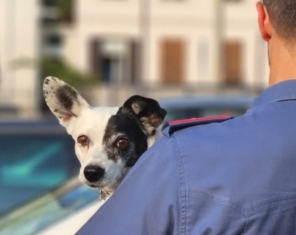 Chiudono il cane in auto sotto il sole e vanno a fare l’aperitivo