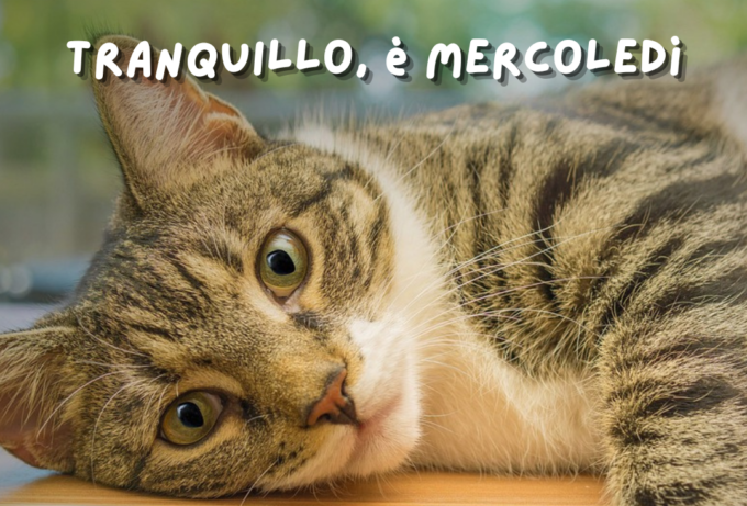 Buongiorno buon mercoledì 14 agosto 2024: frasi e immagini gratis da inviare via WhatsApp