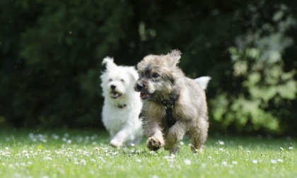 Oggi, 26 agosto, è la Giornata mondiale del cane: frasi dedicate ai nostri amici animali e idee per festeggiare