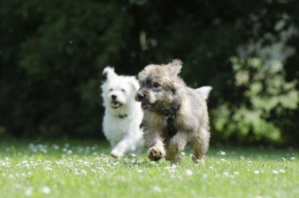 Oggi, 26 agosto, è la Giornata mondiale del cane: frasi dedicate ai nostri amici animali e idee per festeggiare