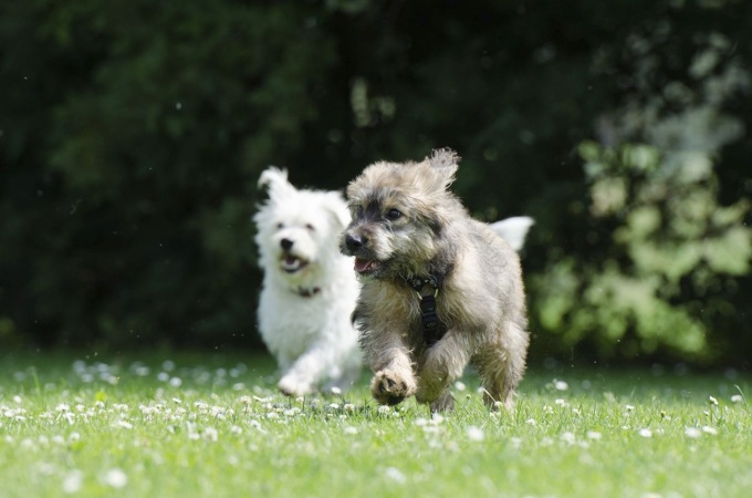 Oggi, 26 agosto, è la Giornata mondiale del cane: frasi dedicate ai nostri amici animali e storia