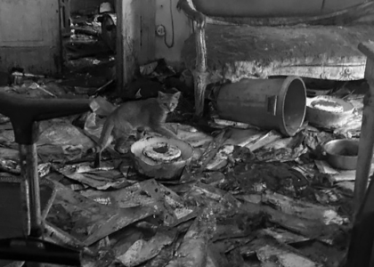 In casa dell’accumulatrice seriale salvati 83 gatti: vivevano al buio tra escrementi e cadaveri di altri felini