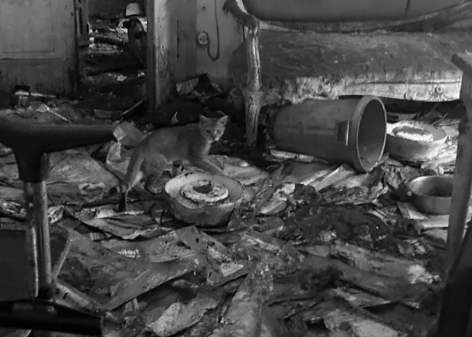 In casa dell’accumulatrice seriale salvati 83 gatti: vivevano al buio tra escrementi e cadaveri di altri felini