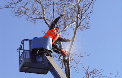 Tocca I Fili Della Corrente Mentre Pota Un Albero, Muore Folgorato ...