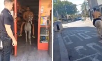 Entra al supermercato col cavallo, fa la spesa e se ne va galoppando: il video