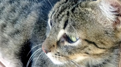 Trasportino scambiato per immondizia, il gatto buttato nel compattatore dei rifiuti