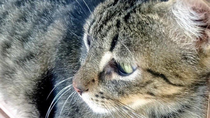 Trasportino scambiato per immondizia, il gatto buttato nel compattatore dei rifiuti