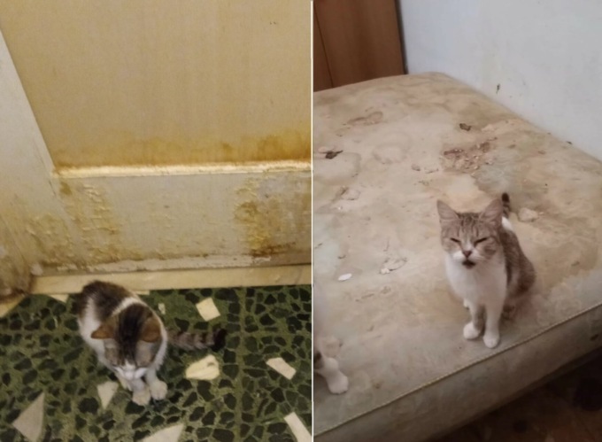 Guardate in che condizioni pessime venivano tenuti in una casa 33 gatti (e una tartaruga)