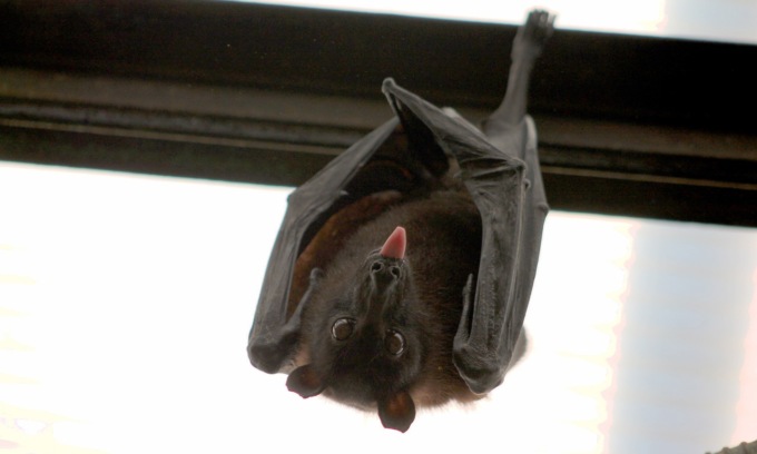 Sedicenne morsa da un pipistrello: voleva salvarlo dal suo gatto