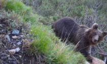 Un altro orso abbattuto in Trentino