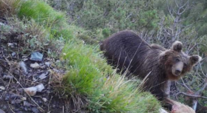 Un altro orso abbattuto in Trentino