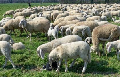 Il mistero delle 250 pecore morte in una notte in Lombardia: sindaco blinda area a rischio contaminazione