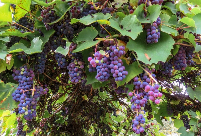 Vendemmia 2024: raccolto in crescita, ma resta sotto la media