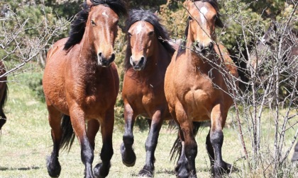 Cane spaventa branco di cavalli in montagna: 18 animali cadono in un dirupo e muoiono