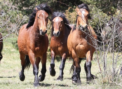 Cane spaventa branco di cavalli in montagna: 18 animali cadono in un dirupo e muoiono