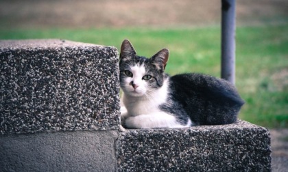 Chiama i Carabinieri pensando ci sia un topo d'appartamento, invece è... un gatto