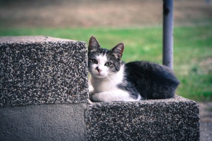 Chiama i Carabinieri pensando ci sia un topo d’appartamento, invece è… un gatto