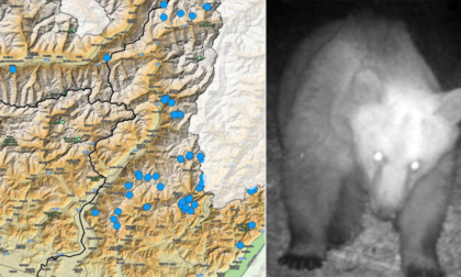 Dopo il Trentino, emergenza orsi in Lombardia: 33 incontri ravvicinati dall'inizio dell'anno
