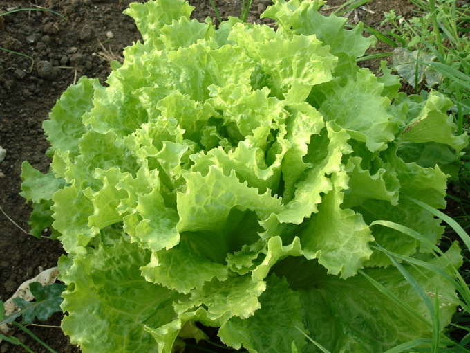 Listeria nell’insalata: richiamati altri lotti. I prodotti da non consumare