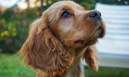 Ladri non trovano nulla in casa, prendono il cane e lo gettano dal sesto piano