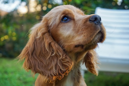 Ladri non trovano nulla in casa, prendono il cane e lo gettano dal sesto piano