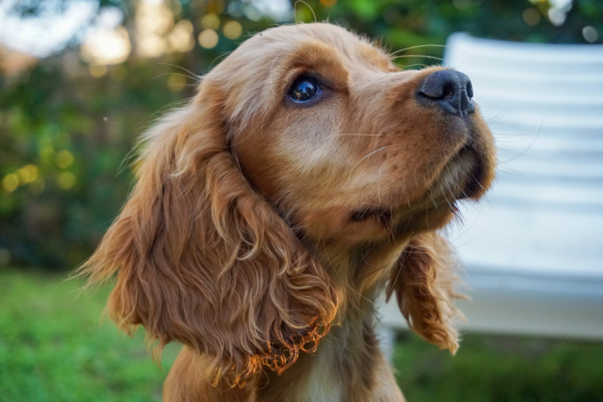 Il cane abbaia troppo, 72enne accoltella la vicina di casa