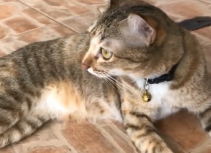 Picchia il gatto della fidanzata per gelosia: “E’ un regalo del tuo ex”