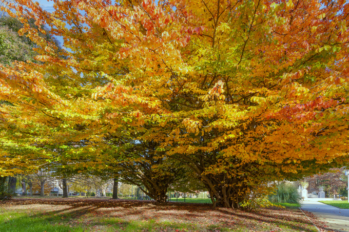E’ tempo di FOLIAGE