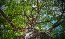 Bambino di 7 anni precipita da un albero durante i preparativi per la sua festa di compleanno