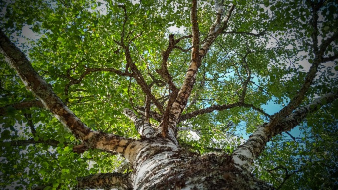 Bambino di 7 anni precipita da un albero durante i preparativi per la sua festa di compleanno