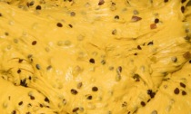 Come preparare il panettone in casa? La ricetta