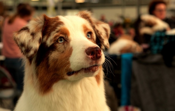 Terapia con gli animali da compagnia: aiutano a placare ansia e stress